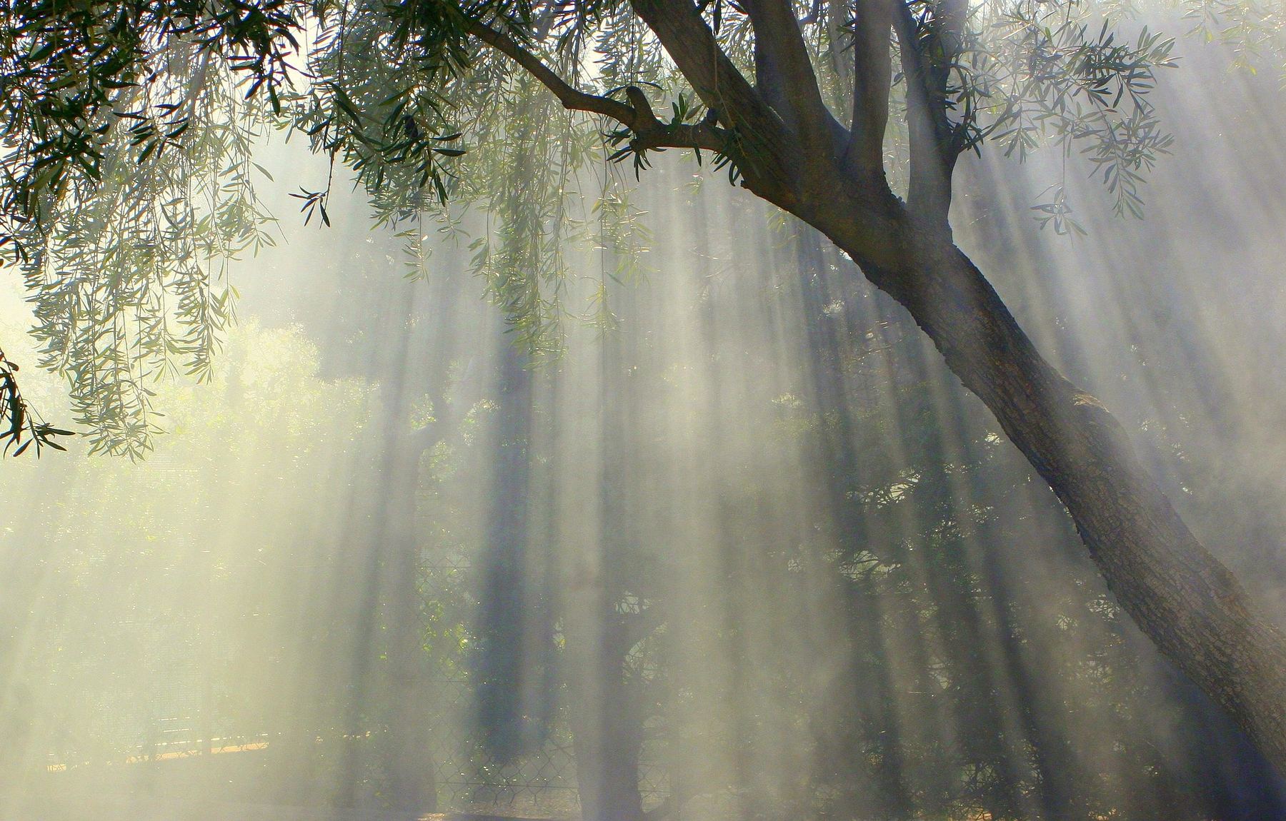 Light streaming through olive tree branches