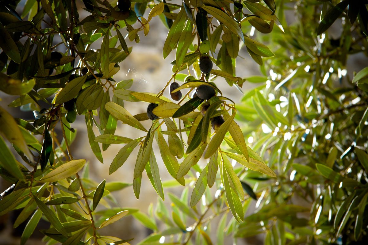 Olive branch with ripening olives in dappled light